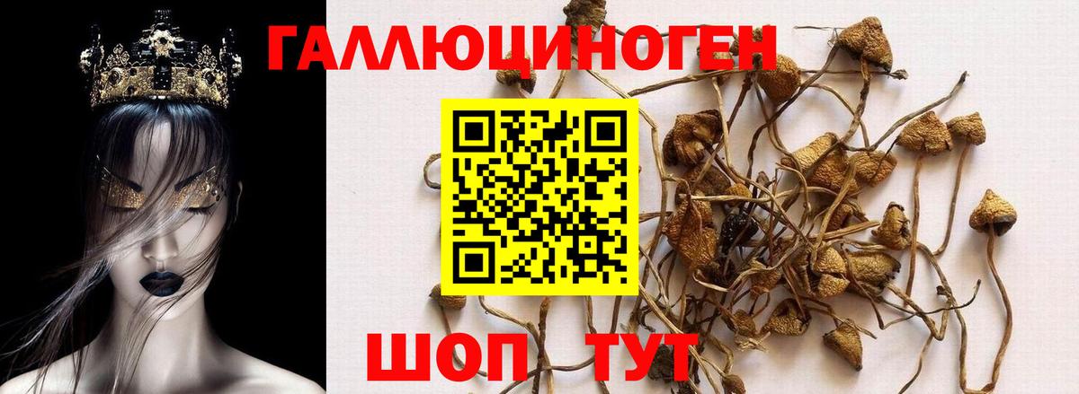 где продают   Галлюциногенные грибы ЛСД  Вход с VPN  Ялта 
